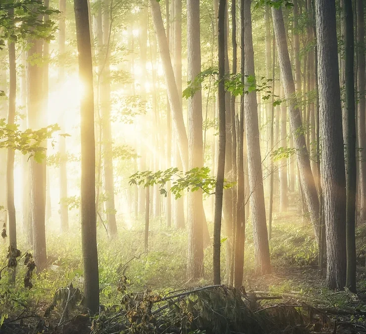 Fallen Tree: On grieving a miscarriage, stillbirth, or early infant death during a pandemic. *TW*